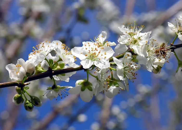 Hi Foz Coa - De Juventude Vandrerhjem